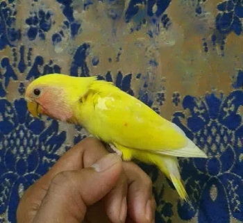 Love Birds Lutino Hand Feeding Baby.