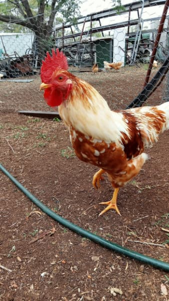 3 Handraised Roosters