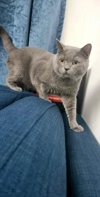 British short hair and Scottish Triple fold