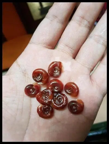 حلزون مائي Ramshorn الصديق الافضل لأحواض الاسماك والنباتات المائيه