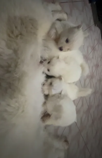 جراء هاسكي سيبيري مهجن بسامويد