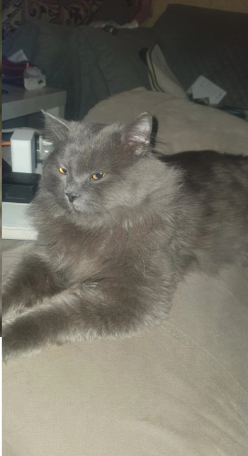 قطة شيرازي سعر 900 ريال