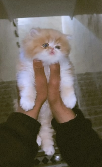 قط شيرازي Cat shirazi