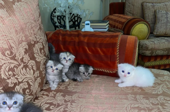 سكوتش فولد بيور شورت هير