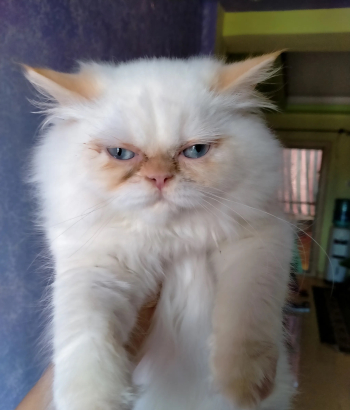 قطه هيمالايا اورنج ببور للبيع