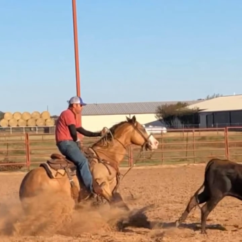 Bombproof Fancy broke Rope, ranch riding Quarter horse