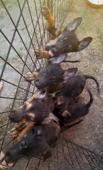 Free puppies German Sheherd Border Collie