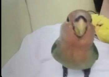 ببغاء روز أليف هدد