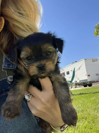 Two Yorkies Male and Female $350