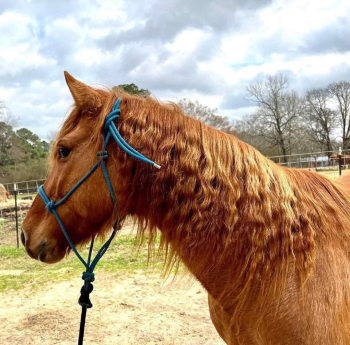 Matured horses ready for adoption