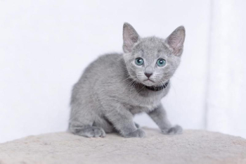 Pedigree Russian blue kitten