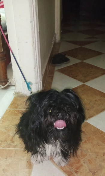 جريفون المانى للبيع