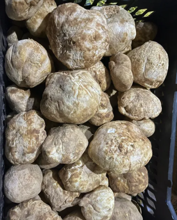 فقع كماه سوري