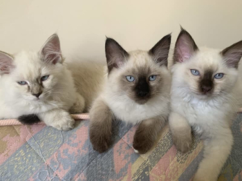 Super Cheeky & Cuddle Purebred Ragdoll Kittens - Only 3 Left