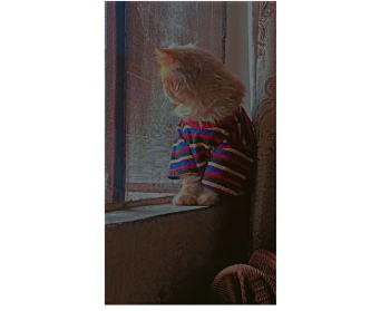 Triple coat Persian male.