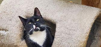 EARL Domestic Shorthair Young Male in Smithtown, New York