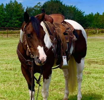 Gentle and Gorgeous eye catcher. 2017 Paint horse 14.3hh.
