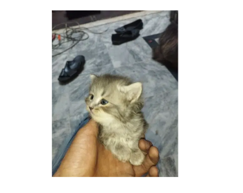 Persian kitten triple coat pounch face grey colour for sale