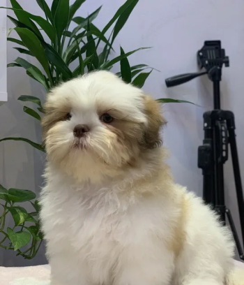 شدزو بلون مميز مع ليفر نوس ‏Shihtzu Top Quality للمعاينه في دبي