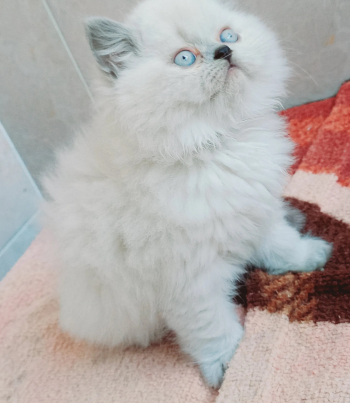 هيمالايا بلو هاف بيكى 50 يوم