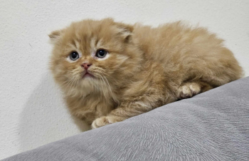 قطط سكوتش شيرازي للبيع