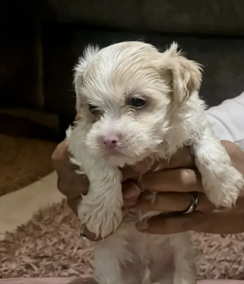 Pitbull and Maltese dog for sale