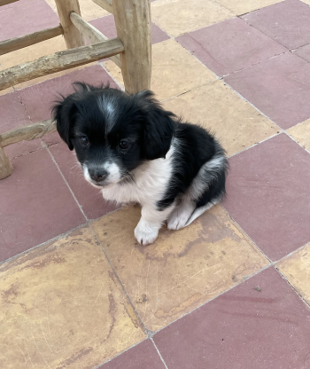 كلاب صغيرة من نوع بيكي نوا