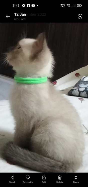 قطط سيامي صغيرة