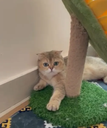 قطة اسكواتش ذهبي انثى