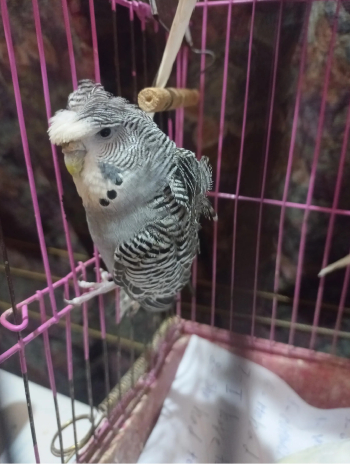 عصافير شوشة وكورك متاح للبيع جوز جراى شوشة وكورك بسعر 200ج