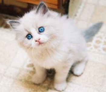 !!Cute Ragdoll Kittens Available For Rehoming