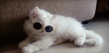 two month old male Persian kitten