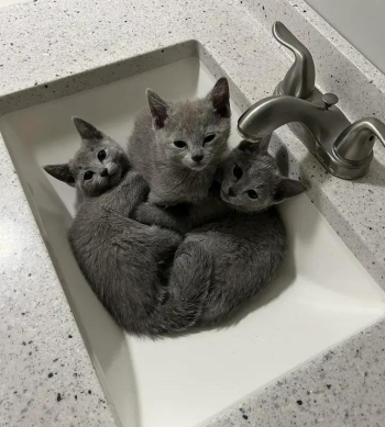 Russian blue kittens text at