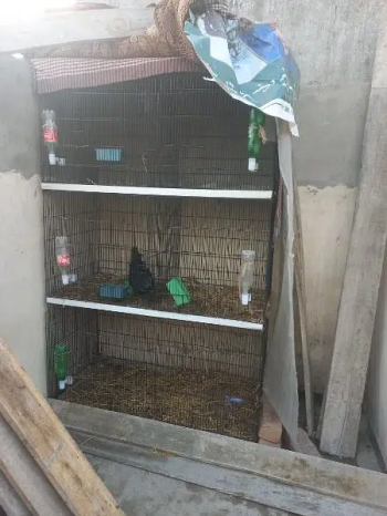 Parrot Cage 2×2×4 Foldable 13 number wire Brand new 3 portion for sale