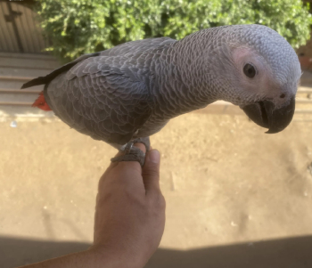 بغبغان زنجباري (gray casco) مدرب و متكلم