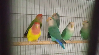 parrots for sale in cheap price