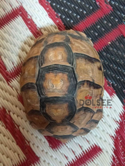 سلحفاة للبيع