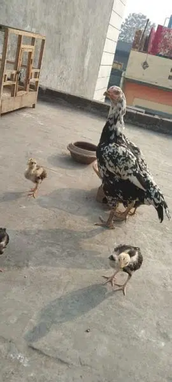 Pure Aseel Female with Chicks