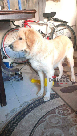 جولدن ثلاث شهور تربيه بيت نظيفه تطعيمات وعلاجات بيحب اللعب ويحمي الاطفال بالتدريب