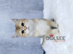 قطط بريتش وسكوتش للبيع