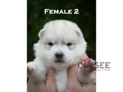 SIBERIAN HUSKY PUPPIES