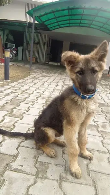 German Shepherd puppy for sale