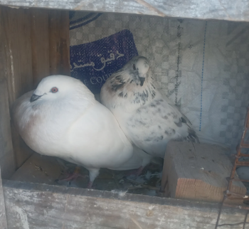 حمام لادرون