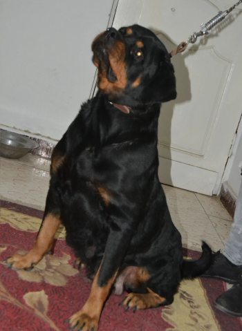 نتايه روت وايلر حفيده نيفارو بالبيديجري والميكروشيب للبيع