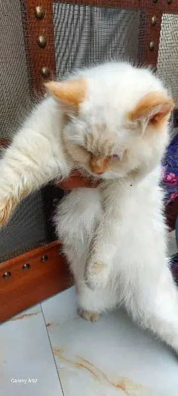 Persian kitten for sale