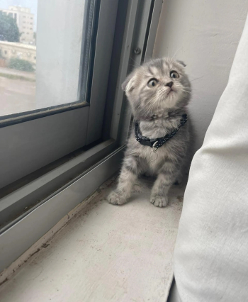 قطط اشكوتش فولد بيور للبيع بسعر 1800