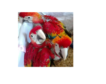 macaw parrot maccaw parrot