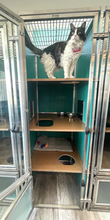 Cat Boarding with Love and Care: Paw Oasis Pet Resort