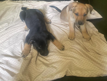 German Shepard/Dobermann puppy’s 4 sale