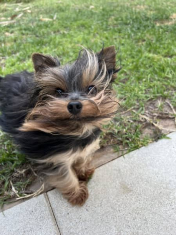 Purebred Yorkshire Terriers
